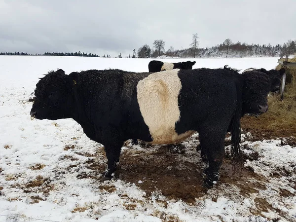 Galloway Sattelrind Belted Galloway Winter Schnee — Stock Photo, Image