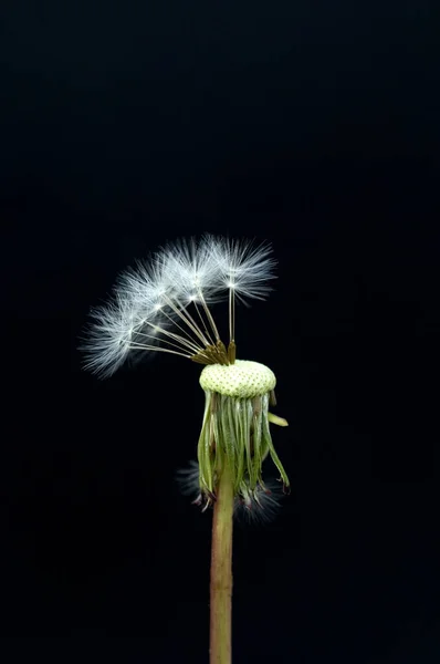 黑色背景上的蒲公英花 — 图库照片