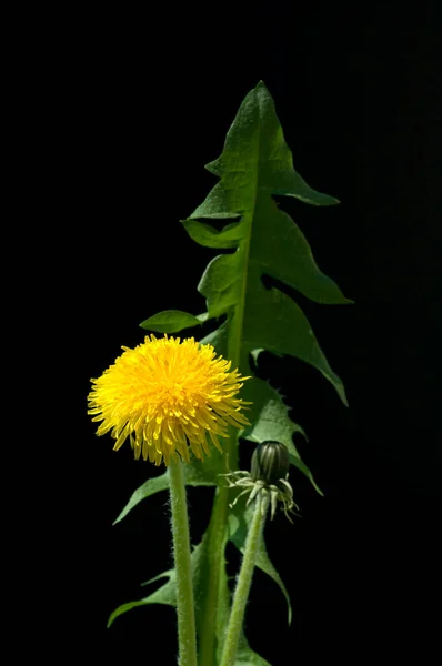 Belle Fleur Pissenlit Jaune Sur Fond Noir — Photo