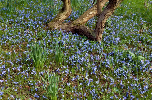 Belles Fleurs Dans Jardin — Photo