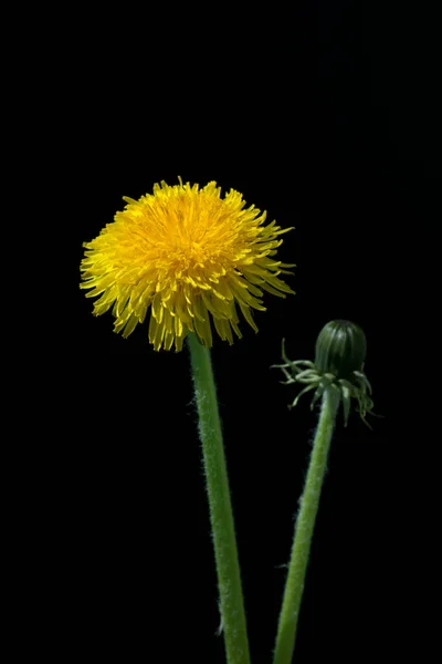 Siyah Arkaplanda Karahindiba Çiçeği — Stok fotoğraf
