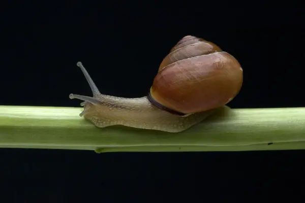 Snail Green Background — Stock Photo, Image