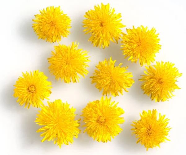 Žluté Květy Izolované Bílém Pozadí — Stock fotografie