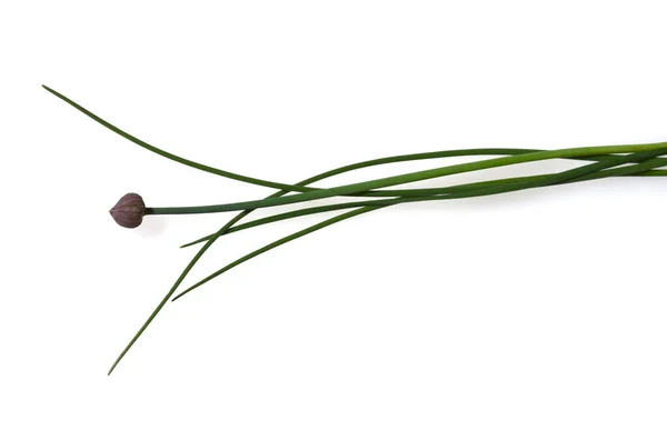 Schnittlauch Allium Schoenoprasum Ist Eine Wichtige Heil Und Medizinalpflanze Das — Zdjęcie stockowe