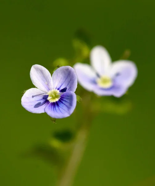 Gamander Ehrenpreis Veronica Gamander Sie Kommt Auch Haeufig Wild Auf — Stok fotoğraf