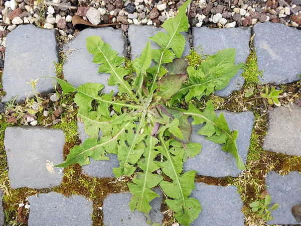 Loewenzahn Taraxacum Officinale Wildsalat — Stock fotografie