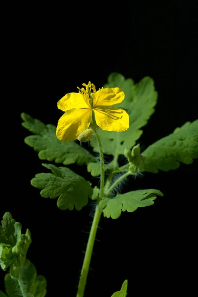 Schoellkraut Chelidonium Majus Heilpflanzen — Zdjęcie stockowe