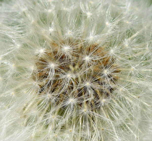 Maskros Blomma Trädgården — Stockfoto