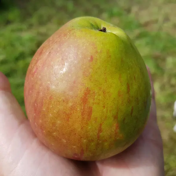 Schoener Von Haseldag Apfel Malus Domestica Alte Apfelsorte — Stockfoto