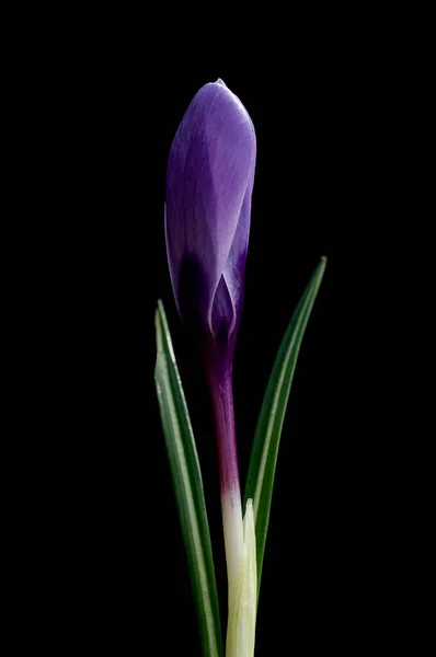 Beautiful Purple Crocus Flower Black Background — Stock Photo, Image