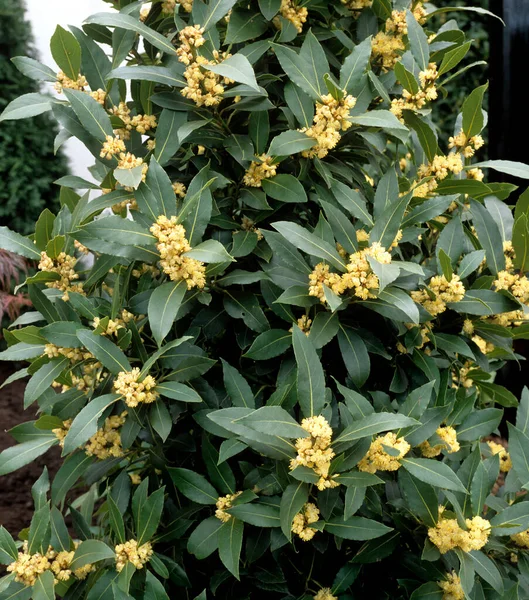 Belles Fleurs Dans Jardin — Photo