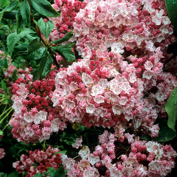 Hermosas Flores Jardín — Foto de Stock