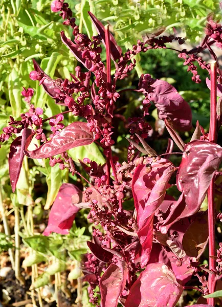 Vackra Rosa Blommor Trädgården — Stockfoto