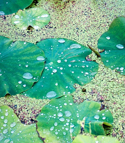 Zelené Listy Flóra Listoví — Stock fotografie