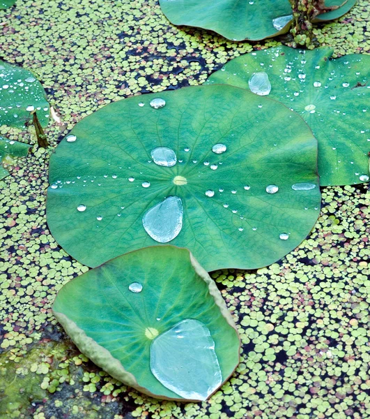 Fiore Loto Nello Stagno — Foto Stock