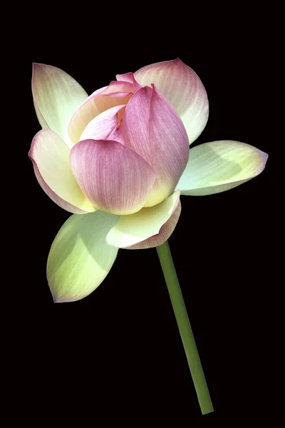 Lotosblume Lotusblumen Lotus Nucifera — Photo