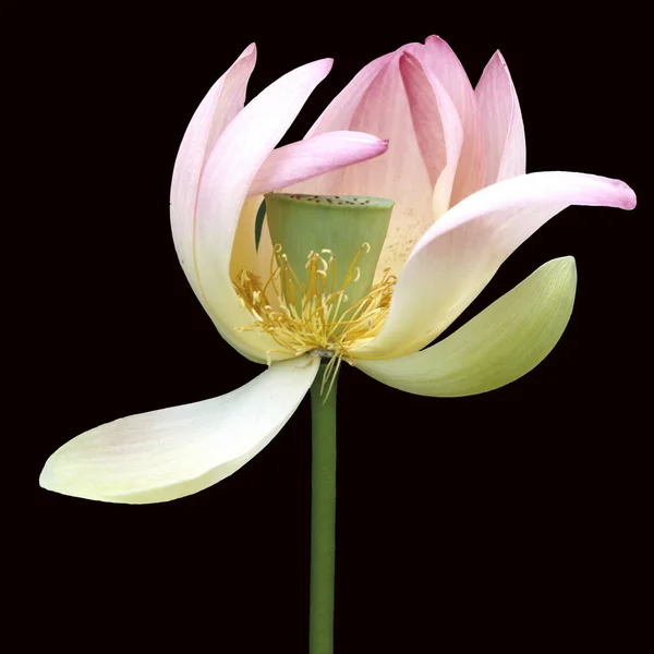 Lotosblume Lotusblumen Lotus Nucifera — Fotografia de Stock
