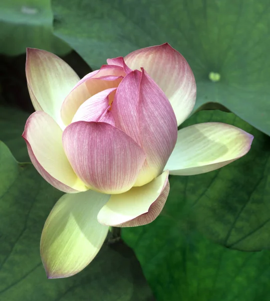 Lotus Flower Garden — Stock Photo, Image