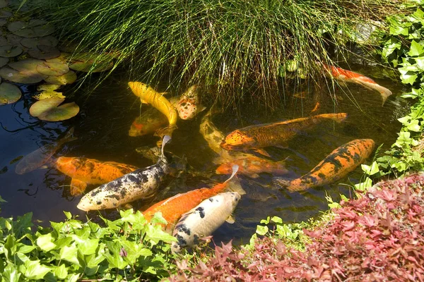 Gartenteich Koi Japanischer Garten — Stok Foto