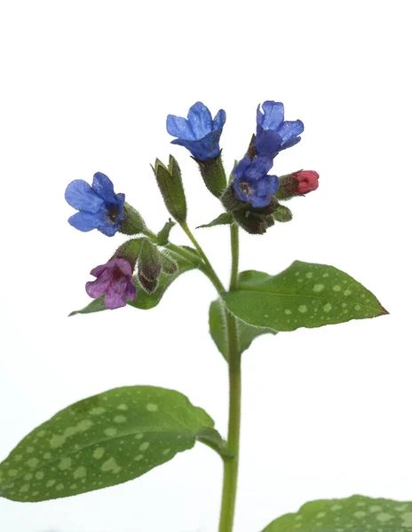 Bela Flor Azul Isolada Fundo Branco — Fotografia de Stock