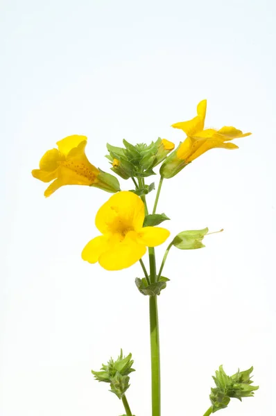 Yellow Flower White Background — Stock Photo, Image