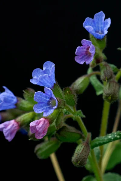 Hermosas Flores Jardín — Foto de Stock