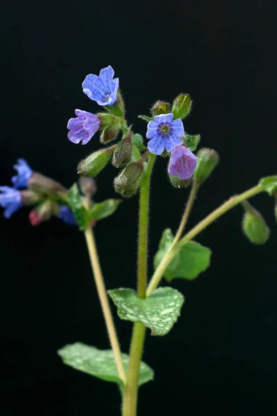 Lungenkraut Pulmonaria Officinalis Bodendecker — Fotografia de Stock