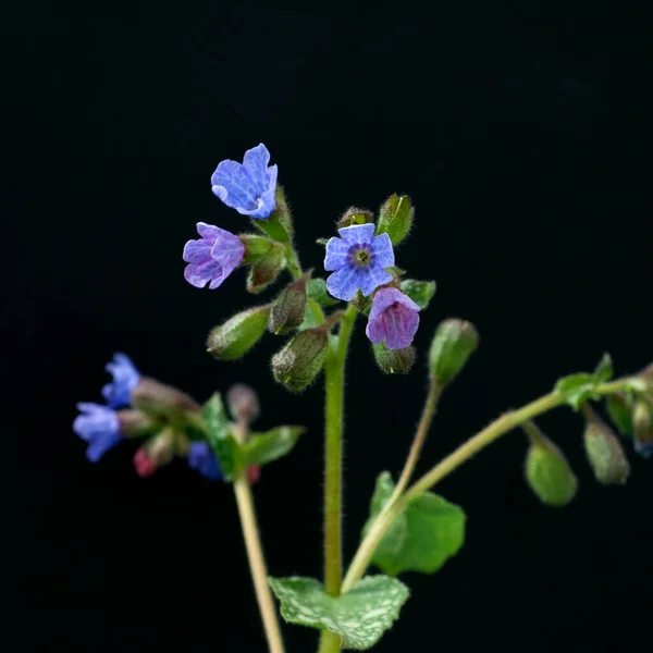 Flores Bonitas Jardim — Fotografia de Stock