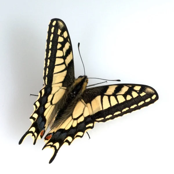 Schwalbenschwanz Papilio Machaon Schmetterling Tagfalter — Photo