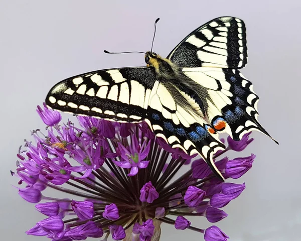Schwalbenschwanz Papilio Machaon Schmetterling Tagfalter — Photo