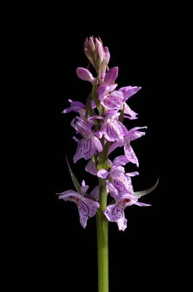 Iris Violet Fleur Isolée Sur Fond Noir — Photo