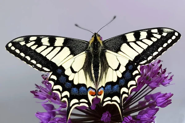 Schwalbenschwanz Papilio Machaon Schmetterling Tagfalter — Stock Photo, Image
