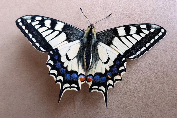 Schwalbenschwanz Papilio Machaon Schmetterling Tagfalter — стокове фото