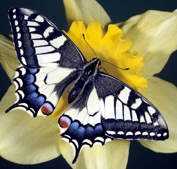 Schwalbenschwanz Papilio Machaon Schmetterling — Fotografia de Stock