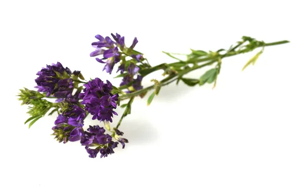 Luzerne Medicago Sativa Ist Erster Linie Eine Futterpflanze Sie Gehoert — Stock Photo, Image