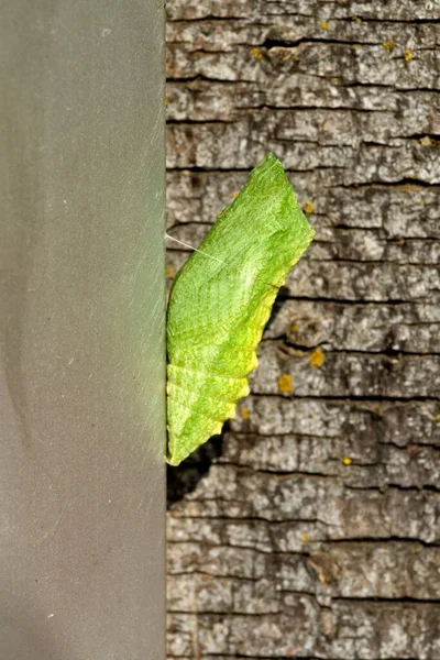 Hojas Verdes Sobre Fondo Madera — Foto de Stock