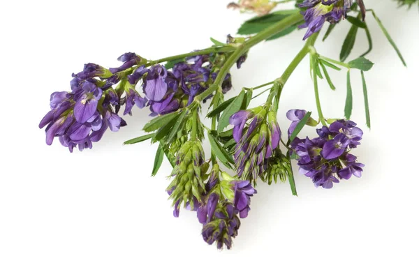 Lavender Flowers Isolated White Background — Stock Photo, Image