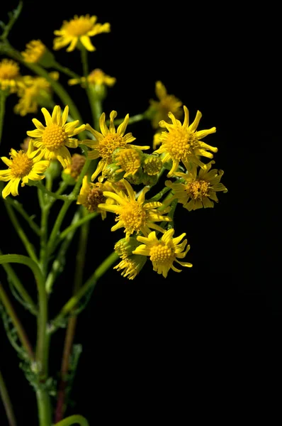 花园里美丽的花 — 图库照片