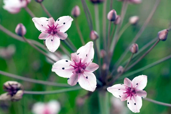 Schwanenblume Butomus Umbellatus Wasserpflanzen — 스톡 사진