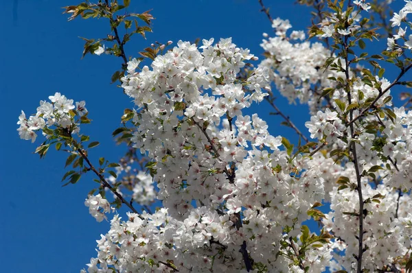 庭の木の美しい白い花 — ストック写真