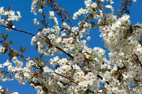 春の桜の美しい白い花 — ストック写真