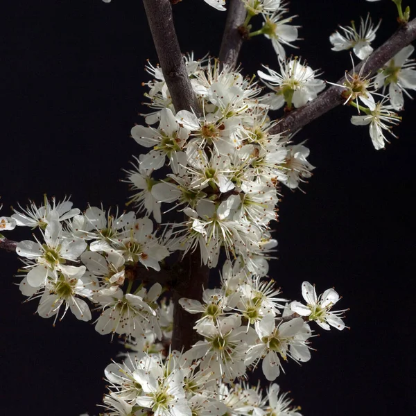 Schwarzdorn Schlehen Prunus Spinosa — Foto de Stock