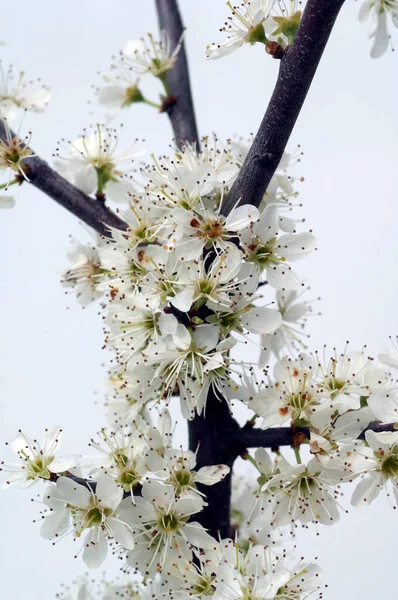 Schwarzdorn Schlehen Prunus Spinosa — Stock Photo, Image