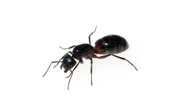 Schwarze Rossameise Camponotus Herculeanus — Zdjęcie stockowe
