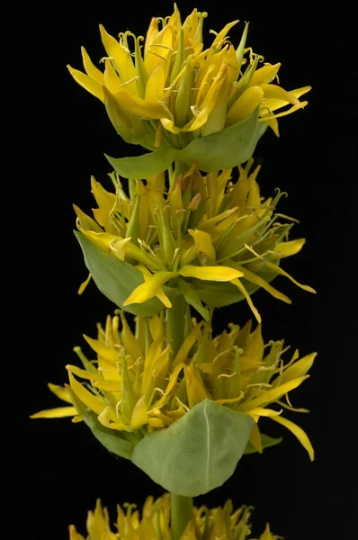 Gelber Enzian Gentiana Lutea Blume Heilpflanzen — Stockfoto