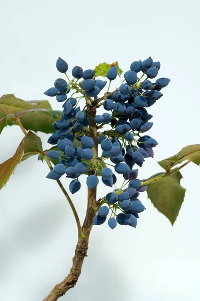 Uvas Azuis Ramo — Fotografia de Stock