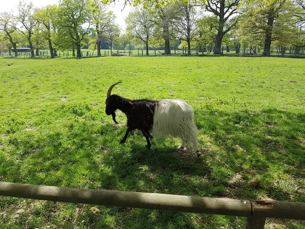 Una Mucca Nel Parco — Foto Stock