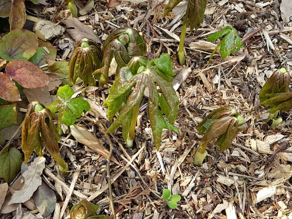 Maiapfel Podophyllum Peltatum Entenfuss Gewoehnlicher Heilpflanze — Foto Stock