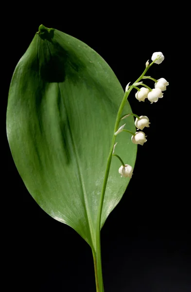 Hermoso Plano Botánico Fondo Pantalla Natural — Foto de Stock