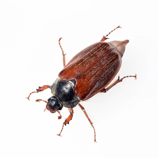 Close Bug Insect — Stock Photo, Image